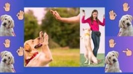 Transform Your Dog's Behavior Through Communication,Training Master Body Languag...