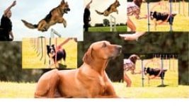 Complete Pet Training: A Practical Guide for Every Dog Lover Master Care, Unders...